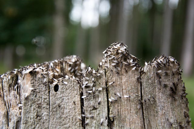 Swarms of flying ants have been spotted across Derbyshire