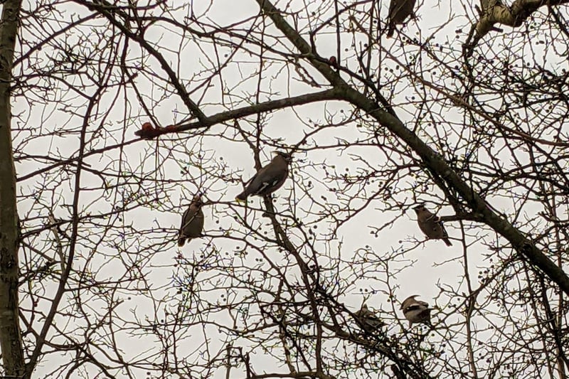 The visitation of the rare bird to Derbyshire includes a congregation on the Monsal Trail near Bakewell of more than 300 birds.