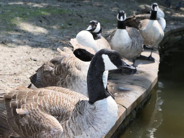The problematic geese of the Pavilion Gardens.