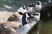 The problematic geese of the Pavilion Gardens.