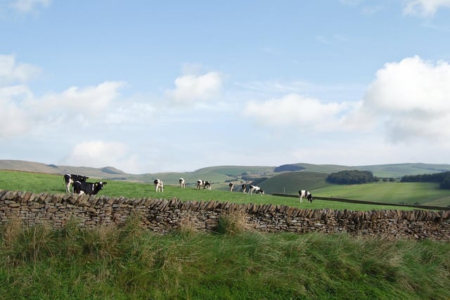 The dairy herd has been moved to Somerset.