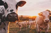 Farming photo by Stijn te Strake on Unsplash