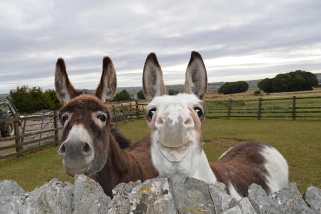 The donkey sanctuary near Buxton is holding its summer fair on Sunday