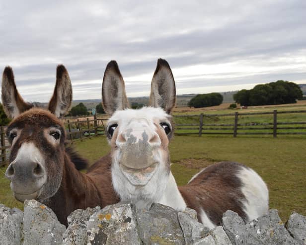The donkey sanctuary near Buxton is holding its summer fair on Sunday