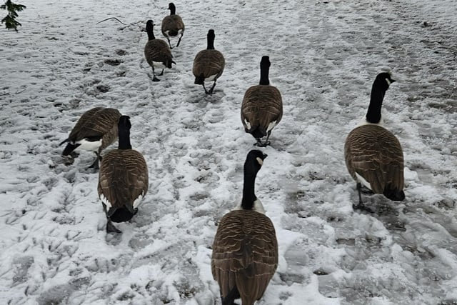The geese are out in force in Richard Pattrick's photo of a snowy Pavilion Gardens in Buxton.