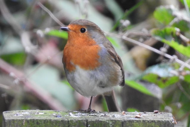 A lonesome Robin sat by the Erewash Canal, taken by Ivan Dunstan.