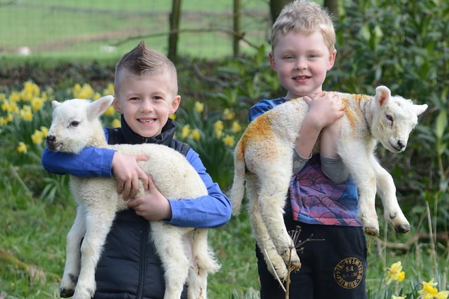 Lambing, cousins Alfie Frawley and Jacob Barratt with a pair of Easter lambs