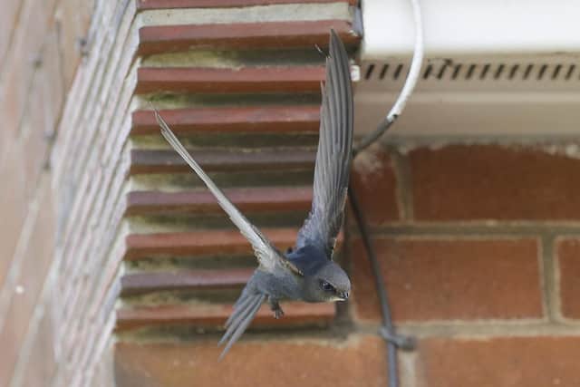 Swifts are living in dozens of Buxton properties, often without human occupants noticing. (Photo: David Naylor/Swift Conservation)