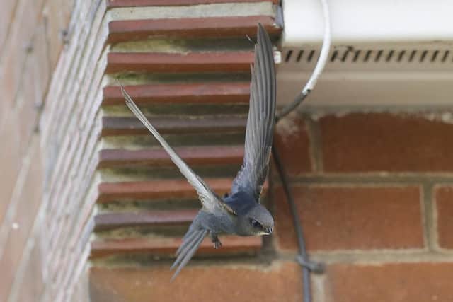 Swifts are living in dozens of Buxton properties, often without human occupants noticing. (Photo:  David Naylor/Swift Conservation)