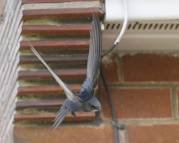 Swifts are living in dozens of Buxton properties, often without human occupants noticing. (Photo:  David Naylor/Swift Conservation)