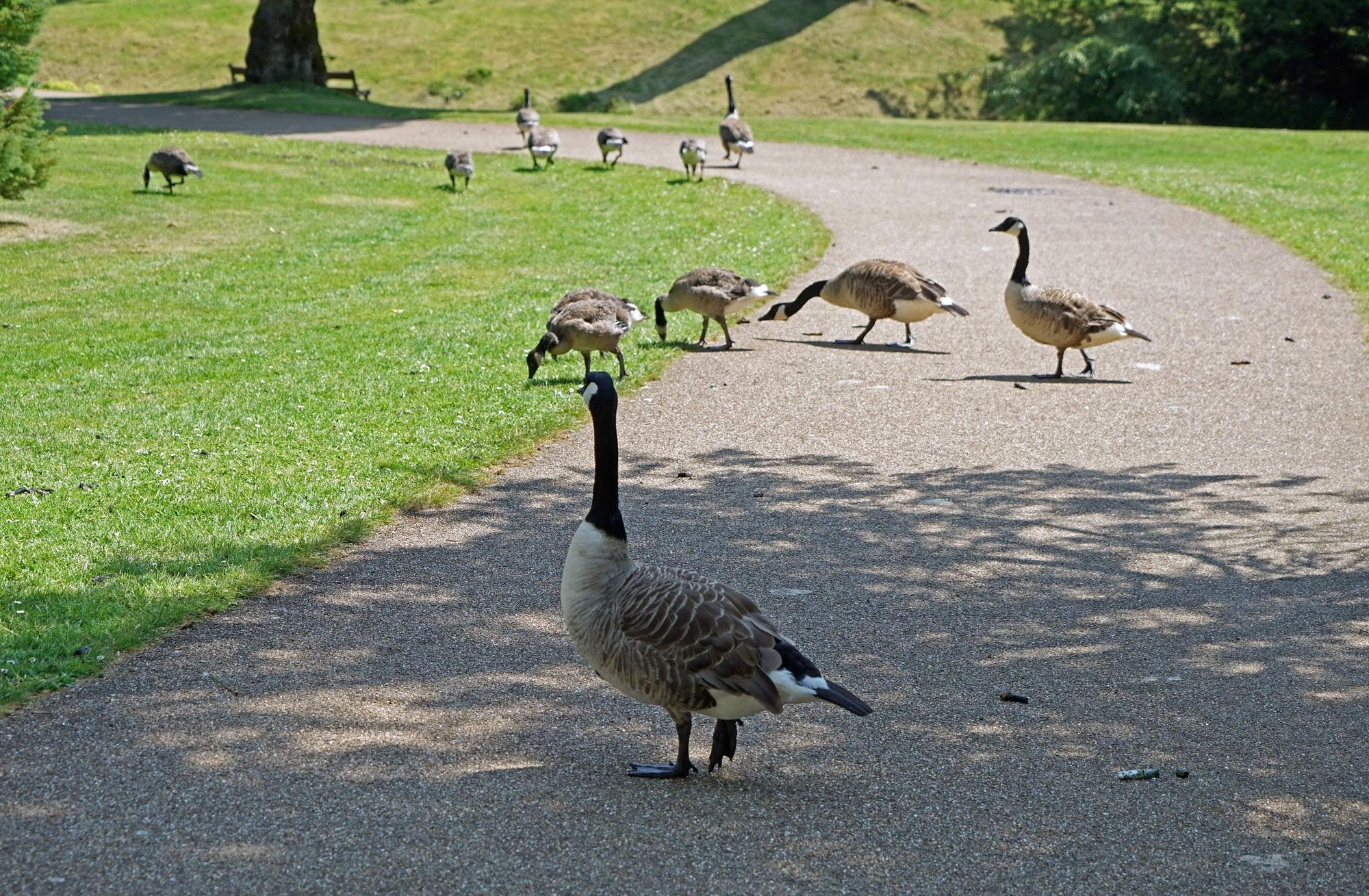 High Peak Borough Council’s plan to tackle geese in Buxton’s Pavilion ...