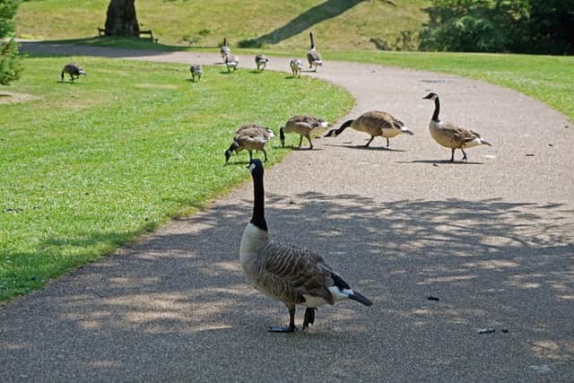 Buxton Pavilion Gardens, goose poo problems. Photo Brian Eyre