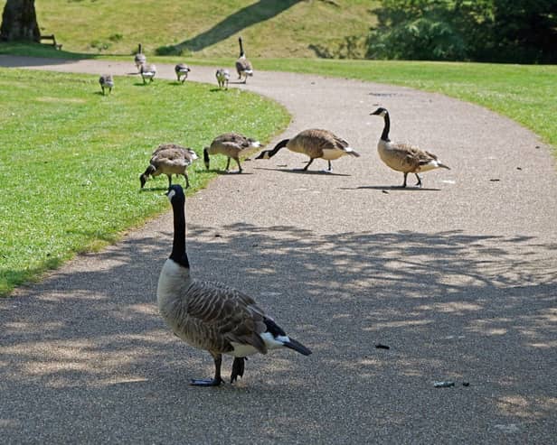 Buxton Pavilion Gardens, goose poo problems. Photo Brian Eyre
