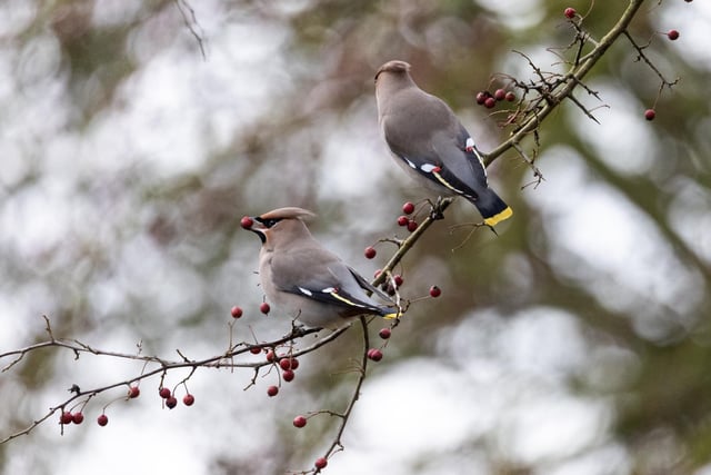 The birds visit to feed when food is in short supply on the continent. 


All Rights Reserved: RKP Photography