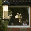Sparrowsget their fill at a garden feeder. photo by Ben Hall, rspb-images.com