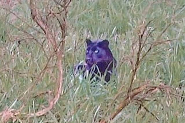 An Amazon documentary Panthera Britannia Declassified has caused heated discussions on the big cats roaming across the country. The documentary, which features this picture, claims that it is the 'best photo of a British big cat that exists'. Photo: Dragonfly Films / SWNS