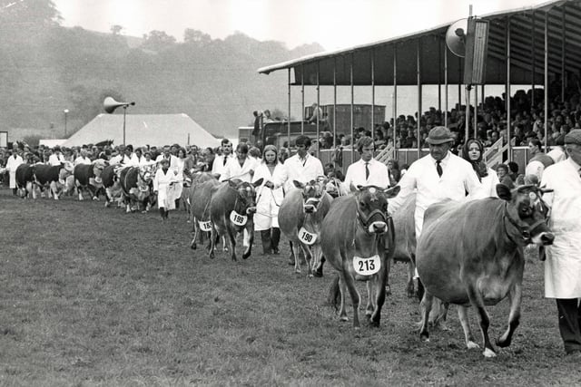 Cattle winners parade in the show ring at Bakewell Show in 1972.
