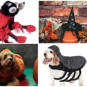 Halloween pet costumes