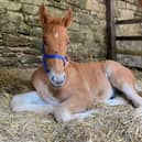 Huxley is getting used to being centre of attention at Chatsworth.