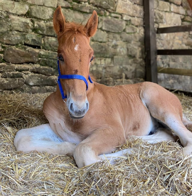 Huxley is getting used to being centre of attention at Chatsworth.
