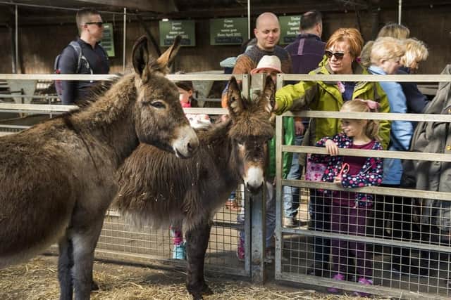 Children watching donkeys at Chatsworth Farmyard. (Pic credit: Chatsworth House Trust)
