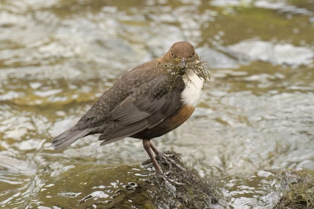 This charming photo from Andy Gregory shows a dipper collecting moss to use for nest building, on the River Wye near Buxton.