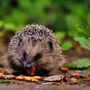 Animals including hedgehogs need a helping hand when the weather gets cold - Animal News Agency