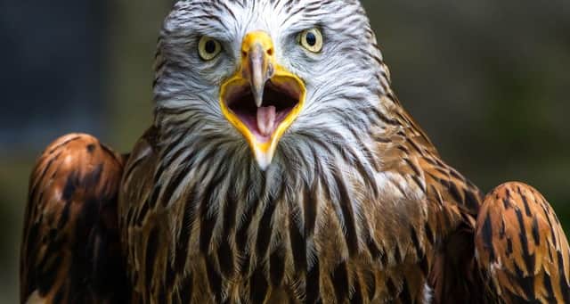 Hundreds of birds of prey have been targeted since 2007.