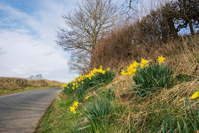 ​The roadside daffodils are looking good by the side of a country lane in Pentrich, snapped by Dave Long.