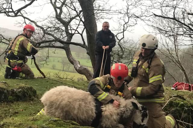 Firefighters had to be called in to help rescue a sheep stuck on a ledge after being panicked by an out of control dog