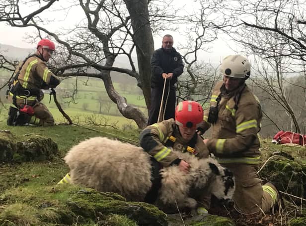 Firefighters had to be called in to help rescue a sheep stuck on a ledge after being panicked by an out of control dog