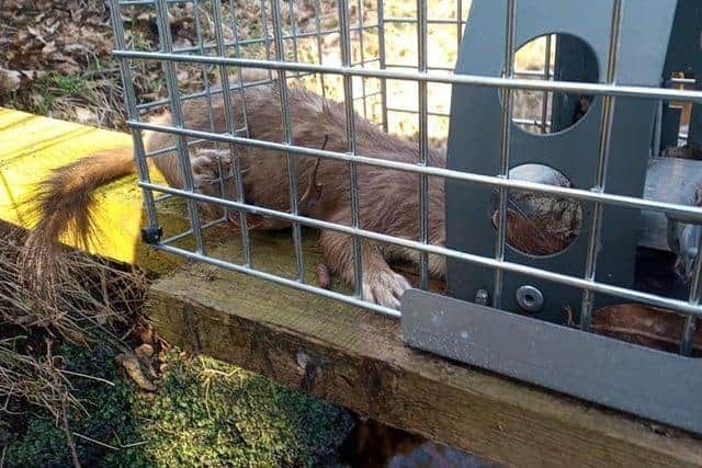 Campaigners said the animal had 'clearly' been trying to escape.