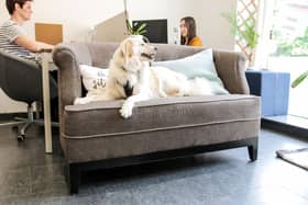 Cookie the dog on the sofa at Coworking Corner