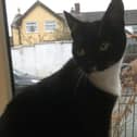 After being with the RSPCA in Buxton for more than 400 days and dubbed Britain's loneliest cat Tigger has found a new home. Photo submitted