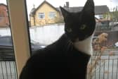After being with the RSPCA in Buxton for more than 400 days and dubbed Britain's loneliest cat Tigger has found a new home. Photo submitted
