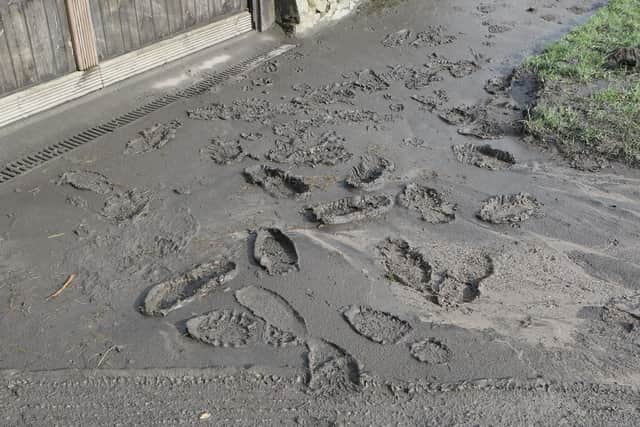 The footpath is often impassable due to mud. Photo Jason Chadwick