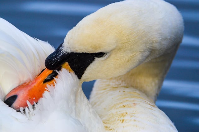 Dave Long spotted this swan having a well-earned rest after half an hour of preening on Codnor Reservoir.