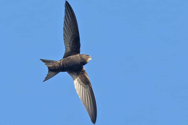 The shape of swifts' wings makes them easy to identify if you are sharp enough to spot one. (Photo: Claire Ward)