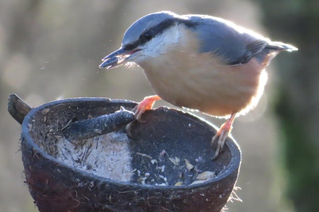 ​A wonderful close-up from David Hodgkinson shows this nuthatch tucking in at Shipley Park.