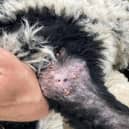 Sheep with ticks attached in the Peak District.