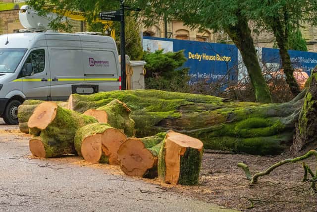 Sections of the trunk lopped-off by council workers. Photo: Andy Gregory