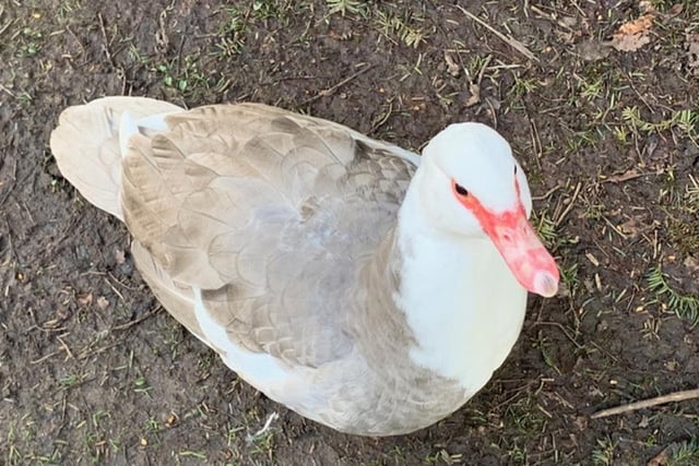 ​Pauline Baines took the photo of this inquisitive goose while walking in Buxton.