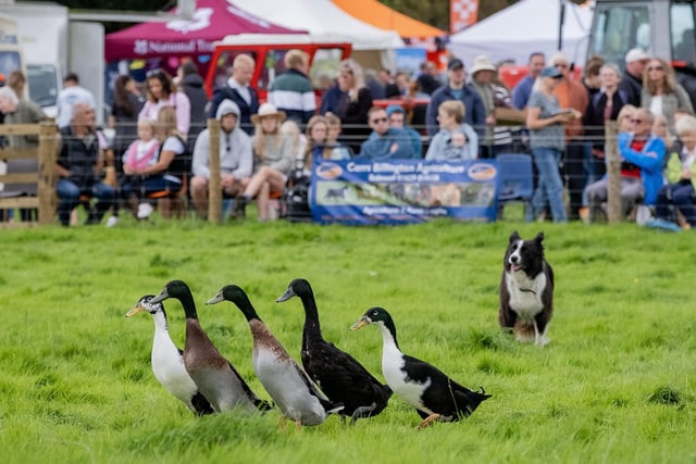 A sheepdog takes a keen interest in rounding up this  two-legged flock!