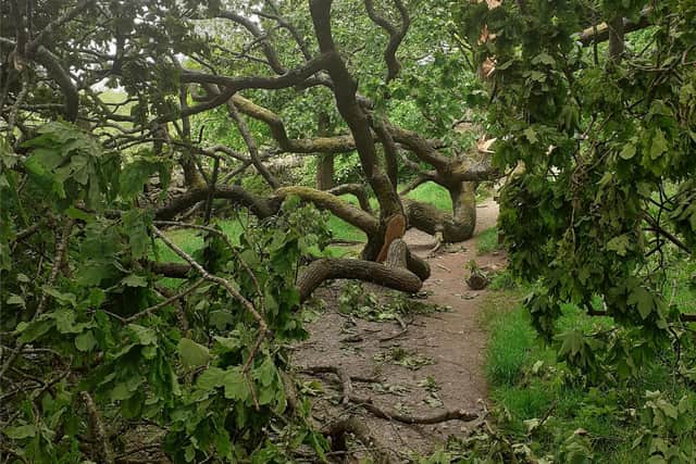 The huge bough completely blocked the path where it fell.