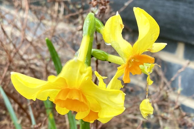 ​David Hodgkinson snapped this lovely close-up of daffodils while out and about at Shipley Lock.