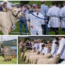 Keen competition in the livestock and horse classes at Hope Show.