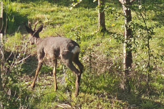 Chris Bell says: "It's not every day you look out your window across the allotment in Tupton on a Sunday morning and see a deer!"