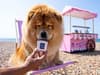 Shoppers go wild for Aldi's new doggy ice cream in stores now and perfect for the summer