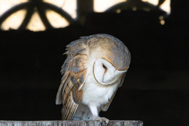 Darren has taken photos of the owls with their young and witnessed chicks take flight for the first time.