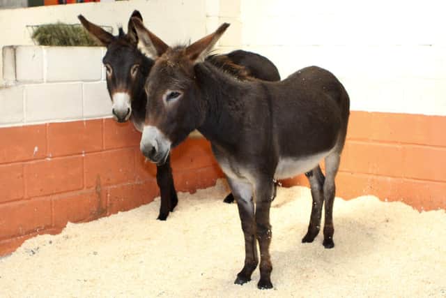 Two rescued donkeys at Freshfields